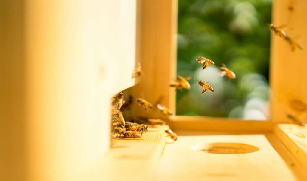 Naturapi apiculteurs