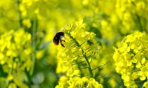 Life scientific : le spécialiste des produits agricoles pour la protection des cultures